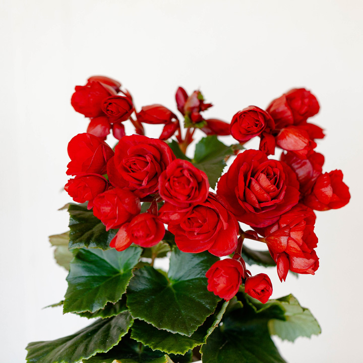 憧れのエラチオールベゴニア レベッカ の卓上サイズ 鉢色はお任せ 受皿のオマケ付き 公式 E 花屋さん
