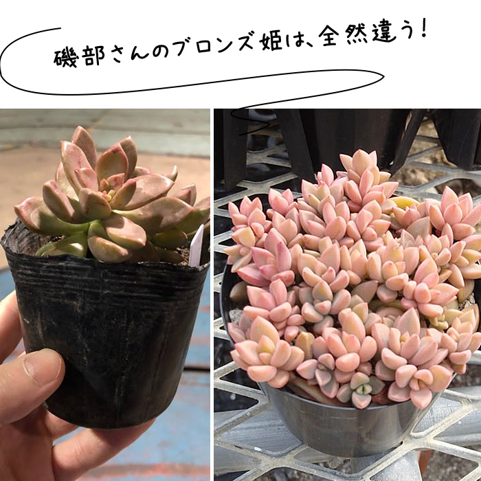 12.【現品 根付き】雷童錦とブロンズ姫6㌢鉢 多肉 グラプトペタルム：ブロンズ姫 2.5号* の通販 | 園芸ネット