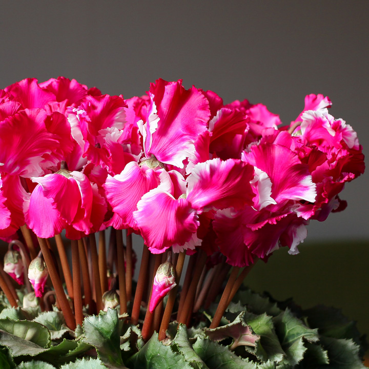 名人・高橋康弘氏が手掛けたシクラメン。「プリティープリンセス