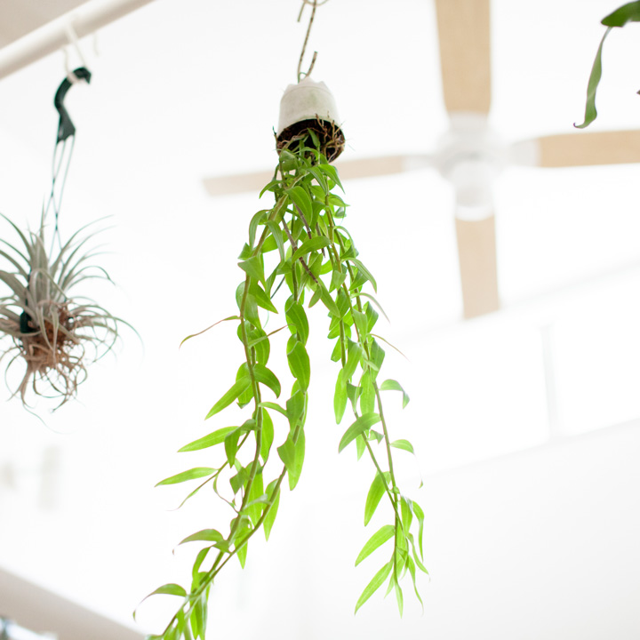 デンドロビウム・ピエラルディーを、インテリア観葉植物として