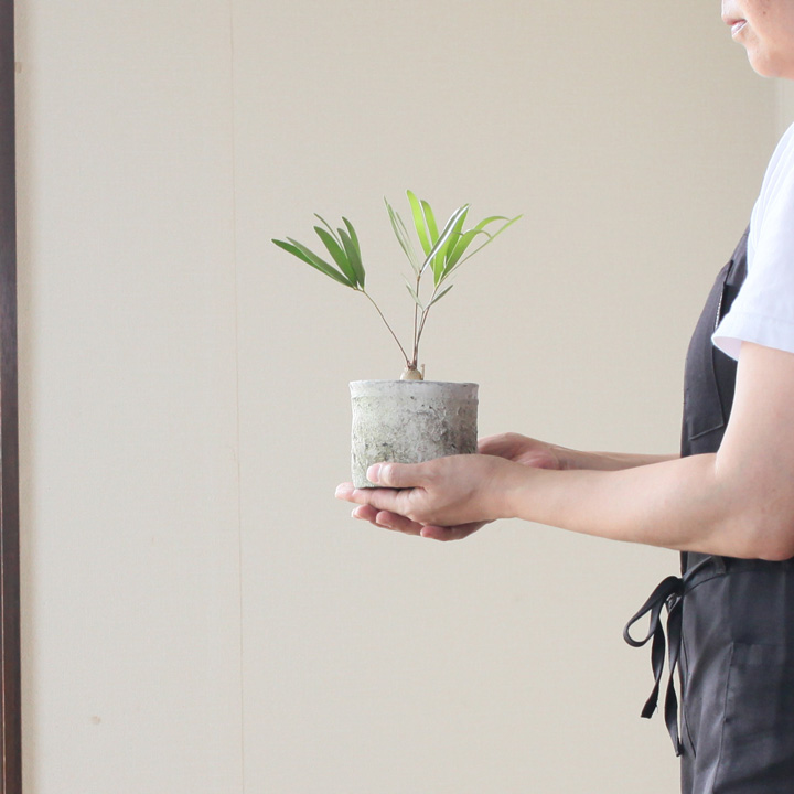 ザミア・フロリダーナ | [公式]e-花屋さん