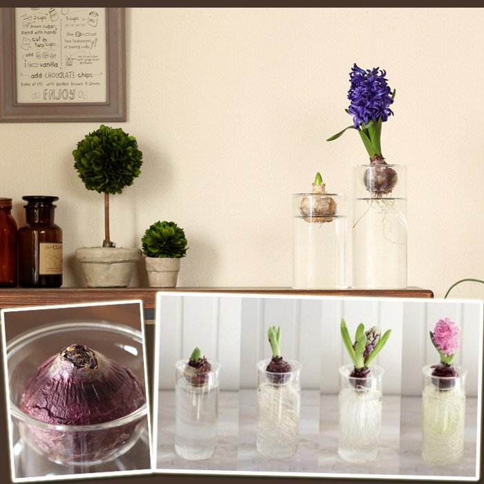 ヒヤシンスの水栽培set 球根 花瓶 Sサイズ 公式 E 花屋さん