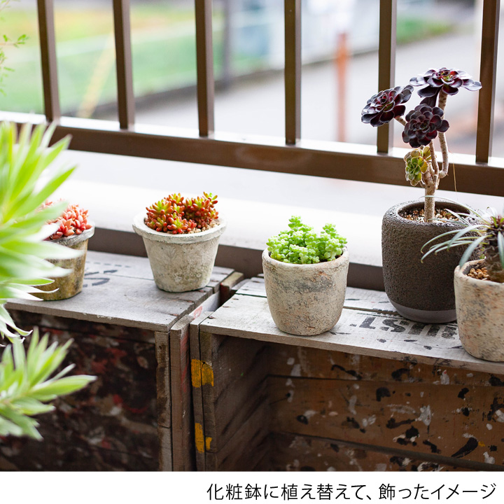 3 5 のお届け 多肉植物 セダム 新玉つづり 公式 E 花屋さん