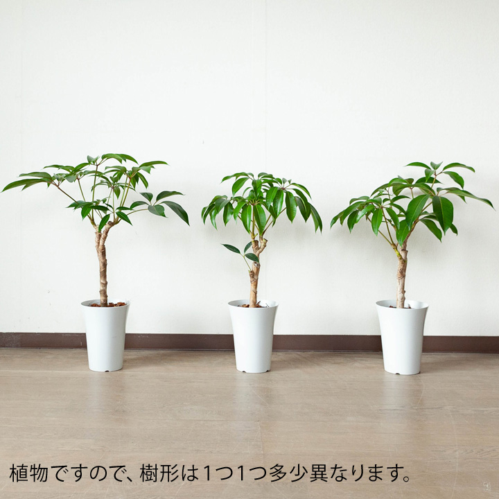 送料無料・同梱不可】ツピタンサス・カリプトラツス（透明皿のオマケ
