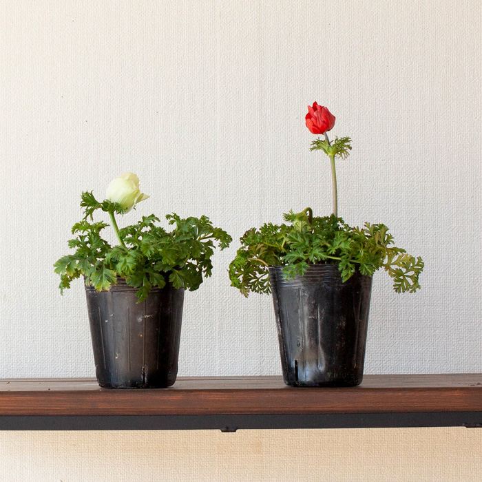 アネモネ｜鉢植えに適した球根大きい2年生苗（3.5号サイズ）