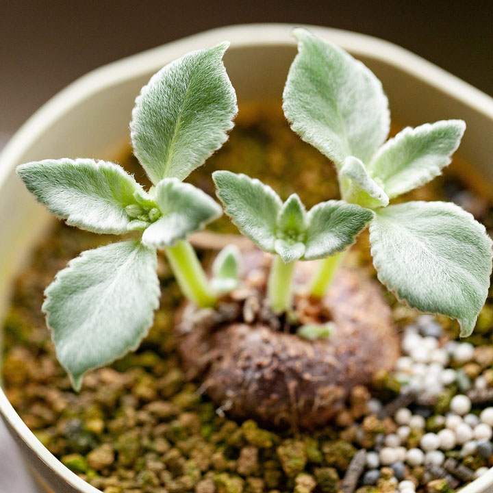 断崖の女王シンニンギア。強さを増した、ハイブリッド（レウコトリカ