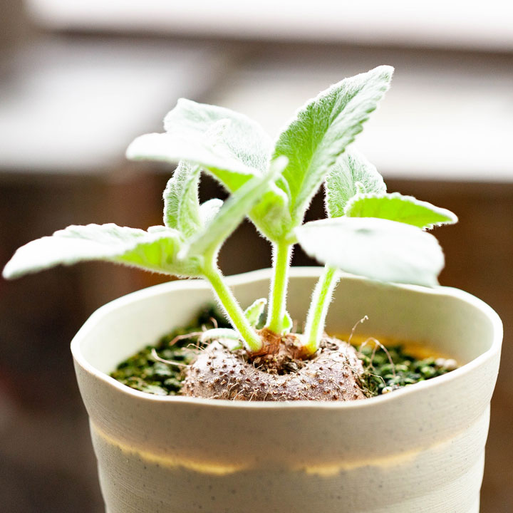 断崖の女王シンニンギア。強さを増した、ハイブリッド（レウコトリカ