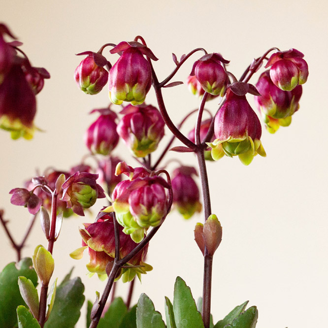 カランコエサニーディ カランコエ・サニーデイ（ウェンディ）観葉植物でも八重咲き花