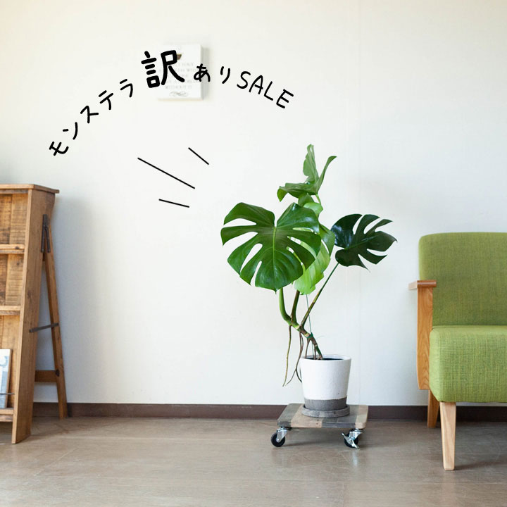 訳ありsale モンステラの幹上がり 5号簡易pot 植物との同梱は出来ない商品です 公式 E 花屋さん