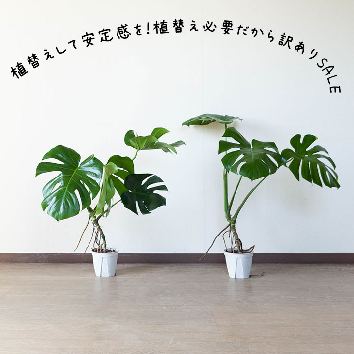 訳ありsale モンステラの幹上がり 5号簡易pot 植物との同梱は出来ない商品です 公式 E 花屋さん