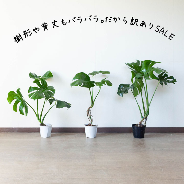 訳ありsale モンステラの幹上がり 5号簡易pot 植物との同梱は出来ない商品です 公式 E 花屋さん