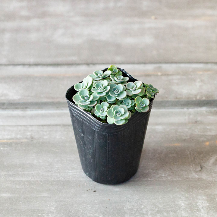 とっても可愛いのに とっても強い 赤葉カラフトミセバヤ 公式 E 花屋さん