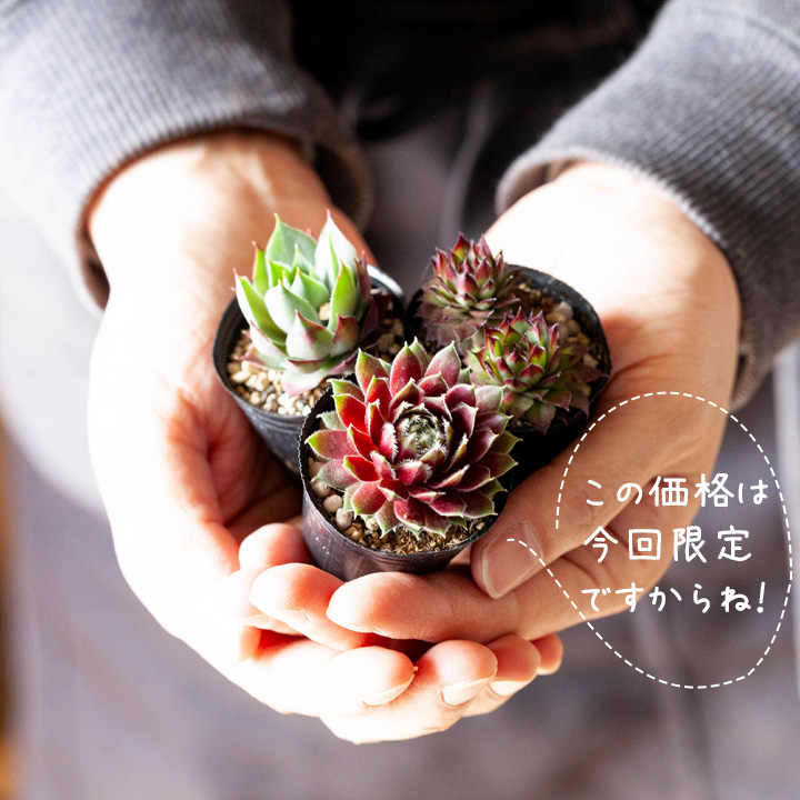 センペルビウム寄せ植え｜植え替え、相性に悩まない！小さい多肉苗