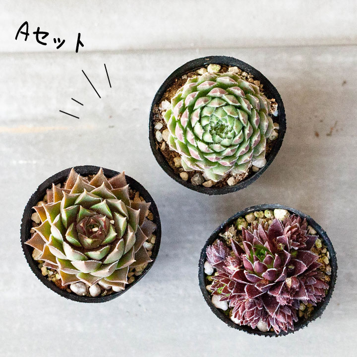 センペルビウム寄せ植え｜植え替え、相性に悩まない！小さい多肉苗