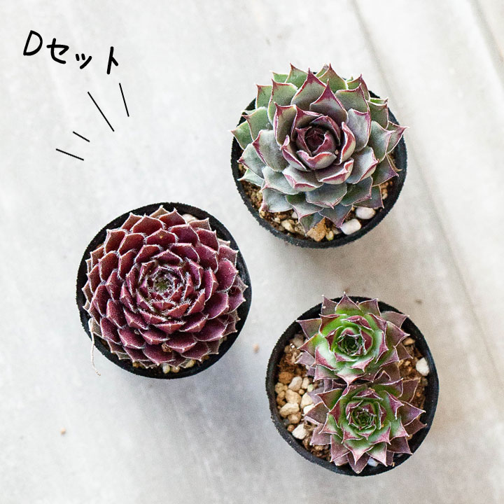 センペルビウム寄せ植え｜植え替え、相性に悩まない！小さい多肉苗