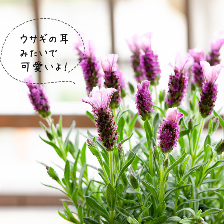 専用　フレンチラベンダー　クレイフラワー フレンチラベンダー 『サクレクール』 ピンク | すべての商品 | | Junk