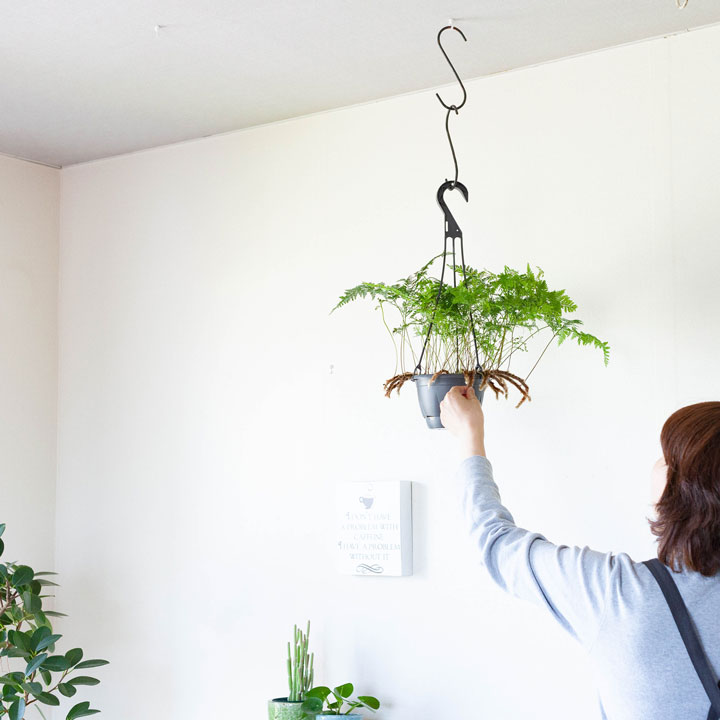 1年以上かけて根を出させた ダバリア の充実株 公式 E 花屋さん