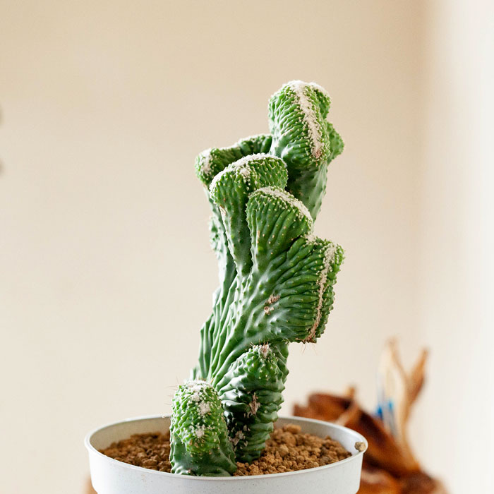 サボテン「雷神閣」の綴化（モンスト）株 | [公式]e-花屋さん