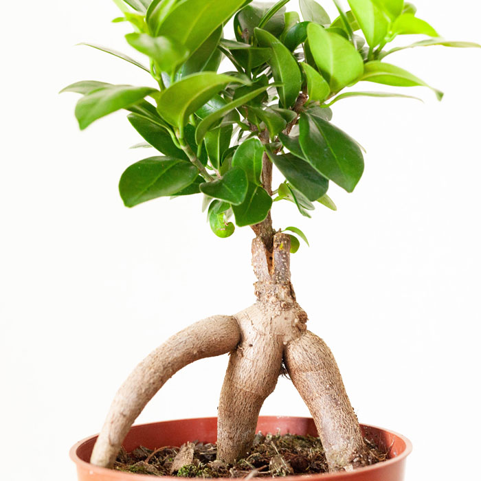 ガジュマル4号苗・「接ぎ木」ものだから、草姿が崩れにくい！ | [公式