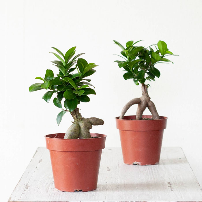 ガジュマル4号苗・「接ぎ木」ものだから、草姿が崩れにくい！ | [公式