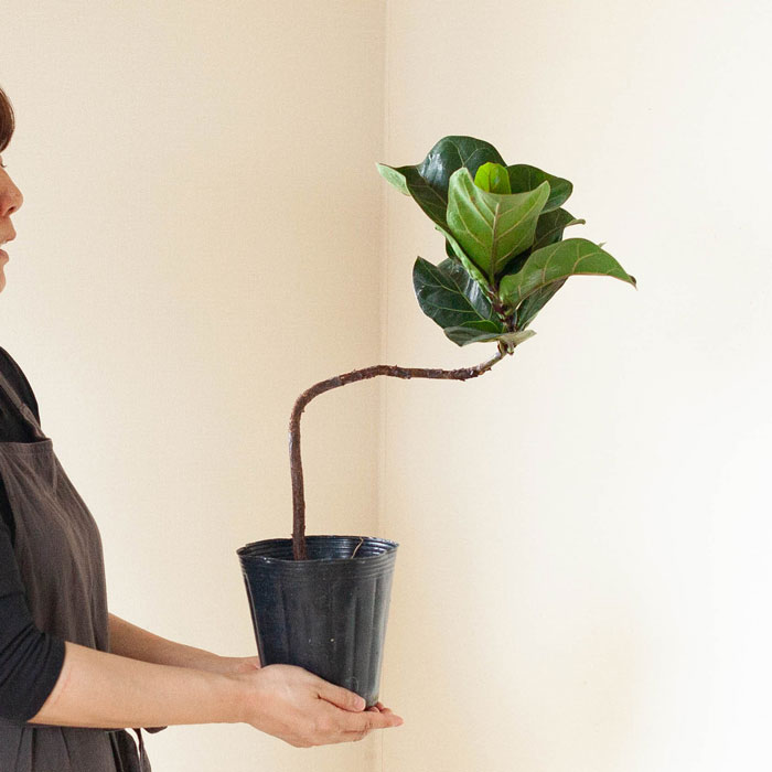 観葉植物カシワバゴム・バンビーノ「曲がり」e-花屋さん