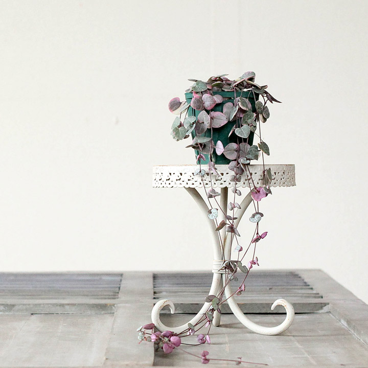 多肉植物✿ハートカズラ Amazon｜レディーハート 斑入りハートカズラ ハート型 多肉植物｜観葉