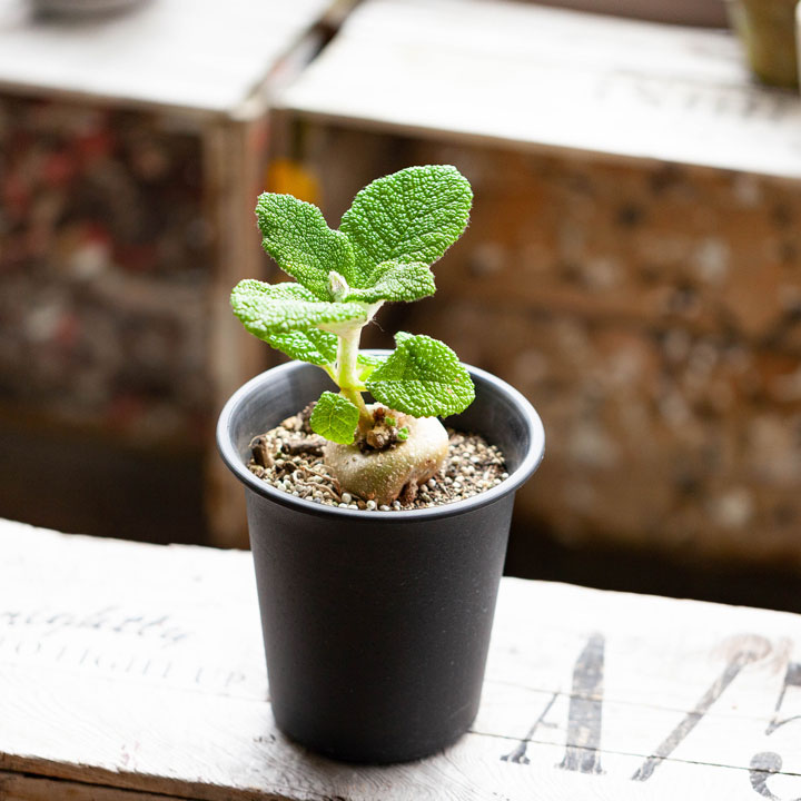 シンニンギア・フロリアノポリス育て方付き｜花が咲く塊根植物