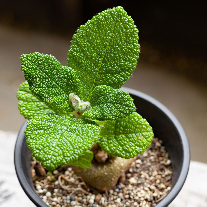 シンニンギア・フロリアノポリス育て方付き｜花が咲く塊根植物