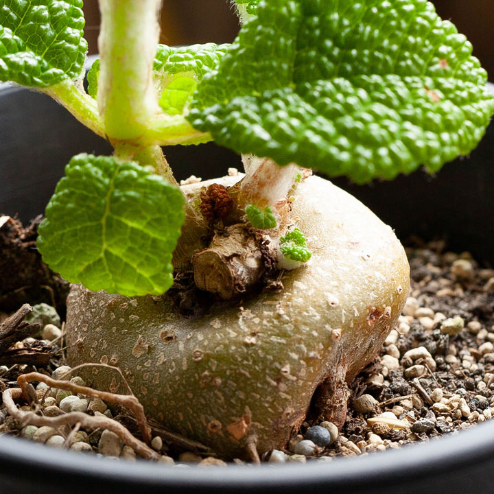 シンニンギア・フロリアノポリス育て方付き｜花が咲く塊根植物