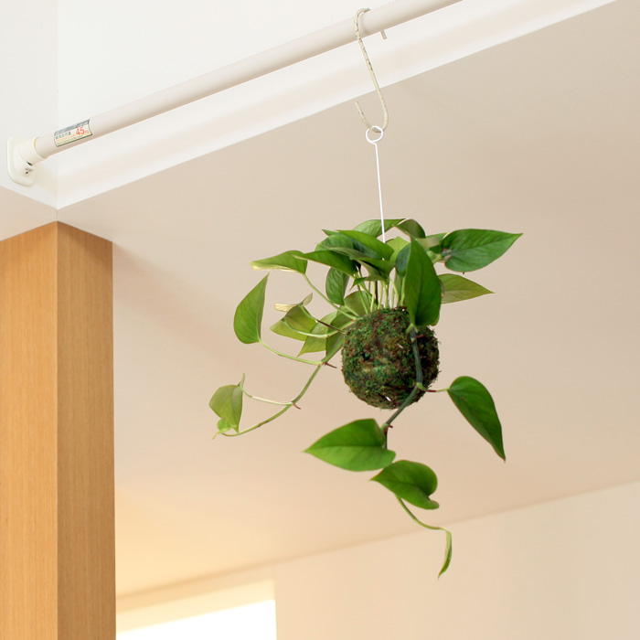 ポトス パーフェクトグリーンの苔玉 公式 E 花屋さん