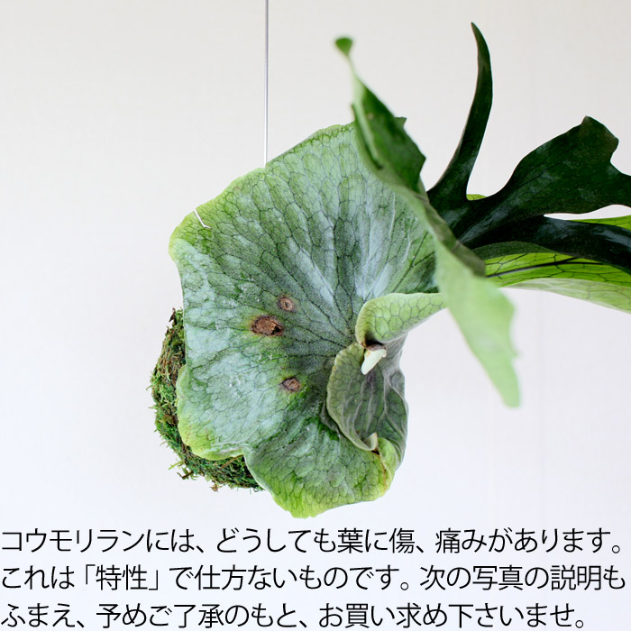 送料無料】コウモリラン・スパーバムの苔玉(ビカクシダ） | [公式]e