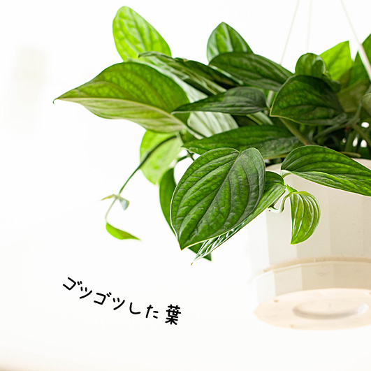 モンステラ・ジェイドシャトルコック。堂々6号サイズ | [公式]e-花屋さん