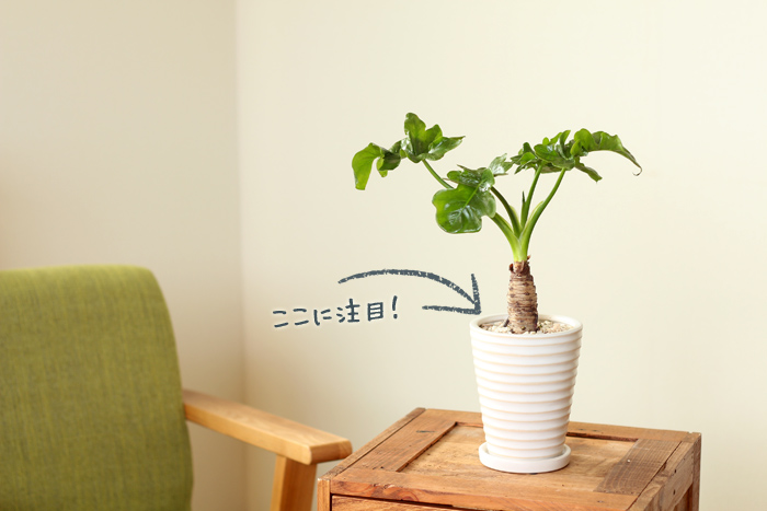 ナチュラル化粧石 小袋350ｇ | [公式]e-花屋さん