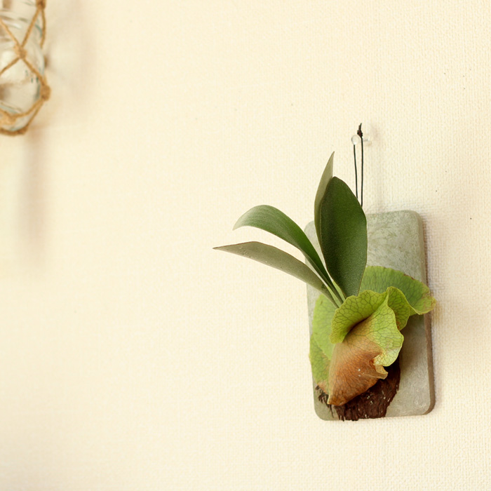 ✨縁起物の仮面付けビフルカツム✨ コウモリラン・ビフルカツムを