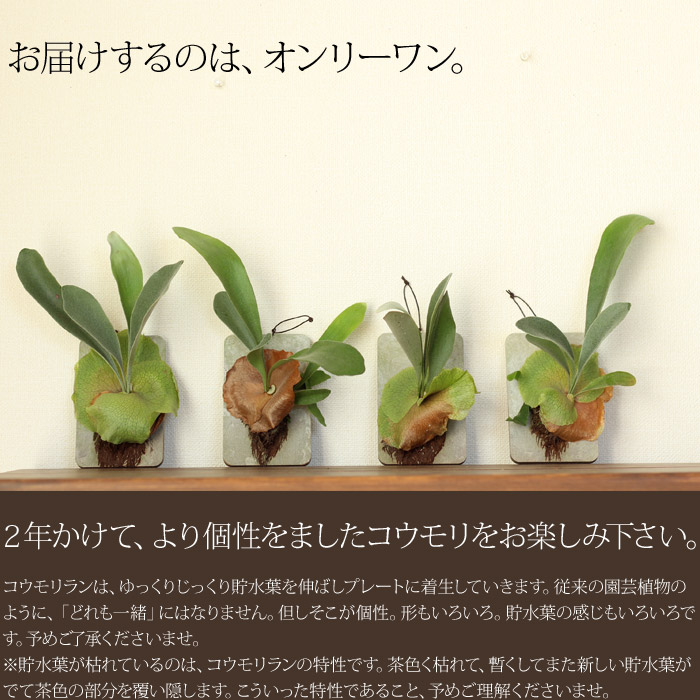 ビカクシダセット15種 ビカクシダセット15種