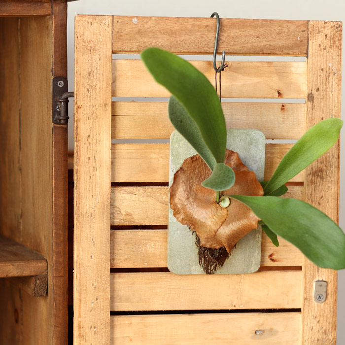 ビカクシダ ベイチー(ビーチー)ウッドプレート固定 ビカクシダ