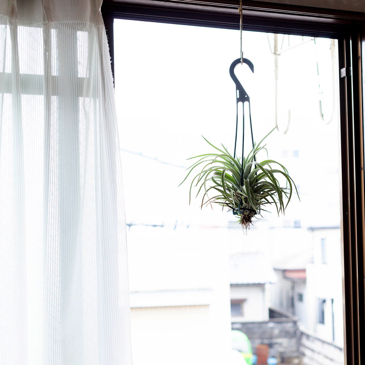 ハリシー大きめサイズ（Tillandsia harrisii ）銀葉種の代表的
