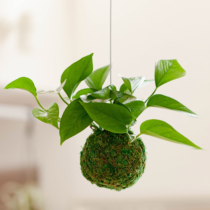 ポトス パーフェクトグリーンの苔玉ツルが短い分 お求めやすくなりました 公式 E 花屋さん ポトス パーフェクトグリーンの苔玉ツルが短い分 お求めやすくなりました 公式 E 花屋さん
