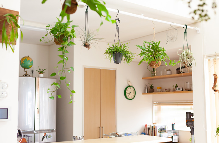 丈夫で長く付き合える多肉植物 リプサリス 公式 E 花屋さん