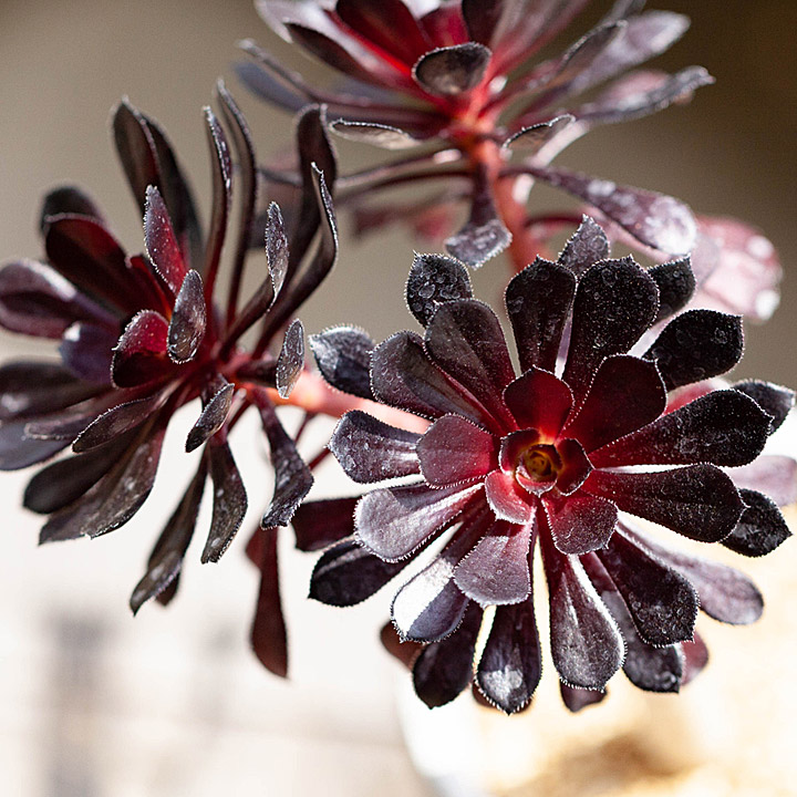 シュールな多肉植物 黒法師幹太 群生 枝分岐 タイプ 公式 E 花屋さん