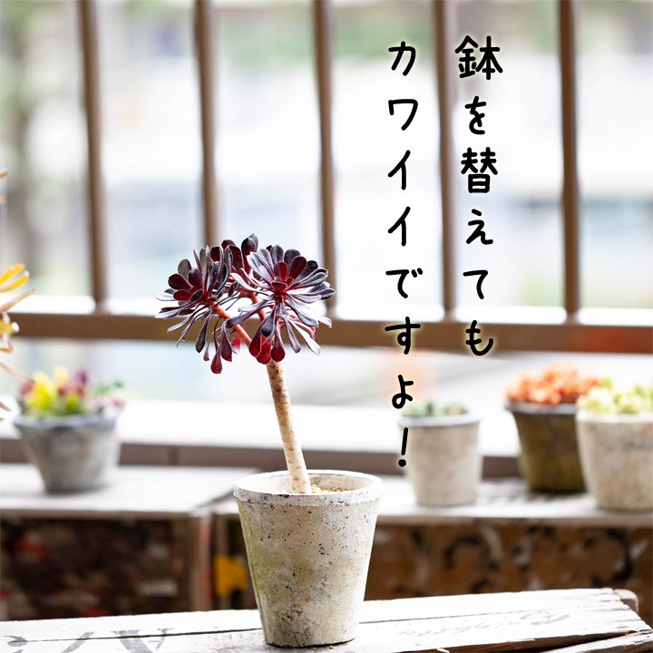 黒法師（クロホウシ）冬以外は屋外で！耐寒性有り面白い多肉e花屋