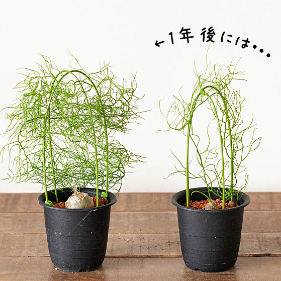 蒼角殿（ソウカクデン） | [公式]e-花屋さん