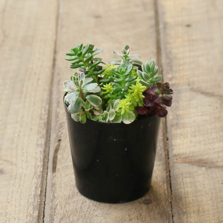 セダム寄せ植え『相性good5種』育て方付き多肉【予約】再販あり