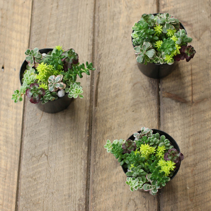 セダム寄せ植え『相性good5種』育て方付き多肉【予約】再販あり