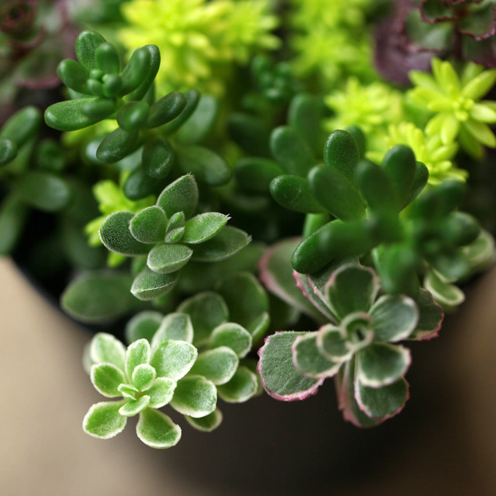 セダム寄せ植え『相性good5種』育て方付き多肉【予約】再販あり