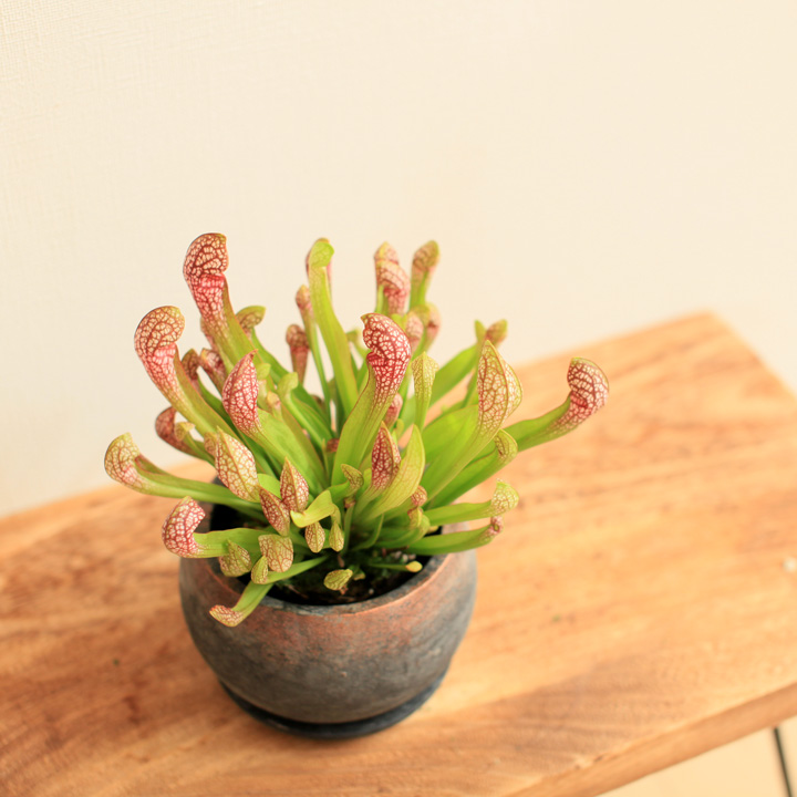 サラセニアの中でも特に丈夫な品種 スカーレットベル 公式 E 花屋さん